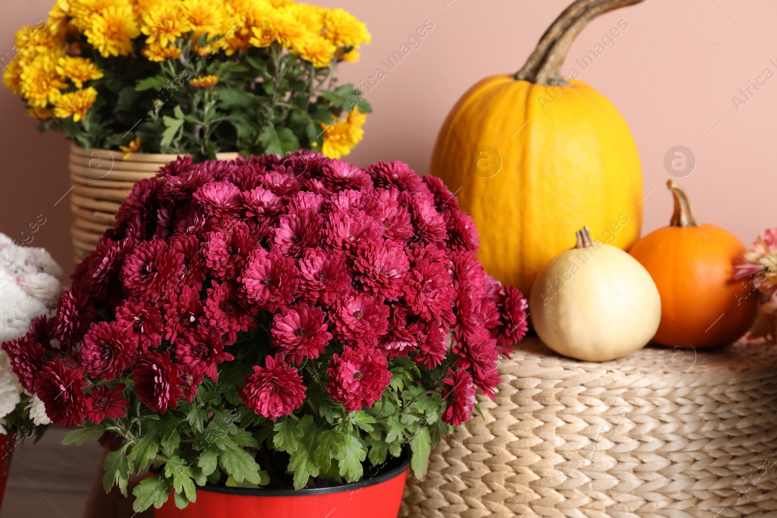 Photo of Beautiful potted fresh chrysanthemum flowers and pumpkins near pale pink wall