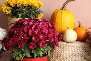 Photo of Beautiful potted fresh chrysanthemum flowers and pumpkins near pale pink wall