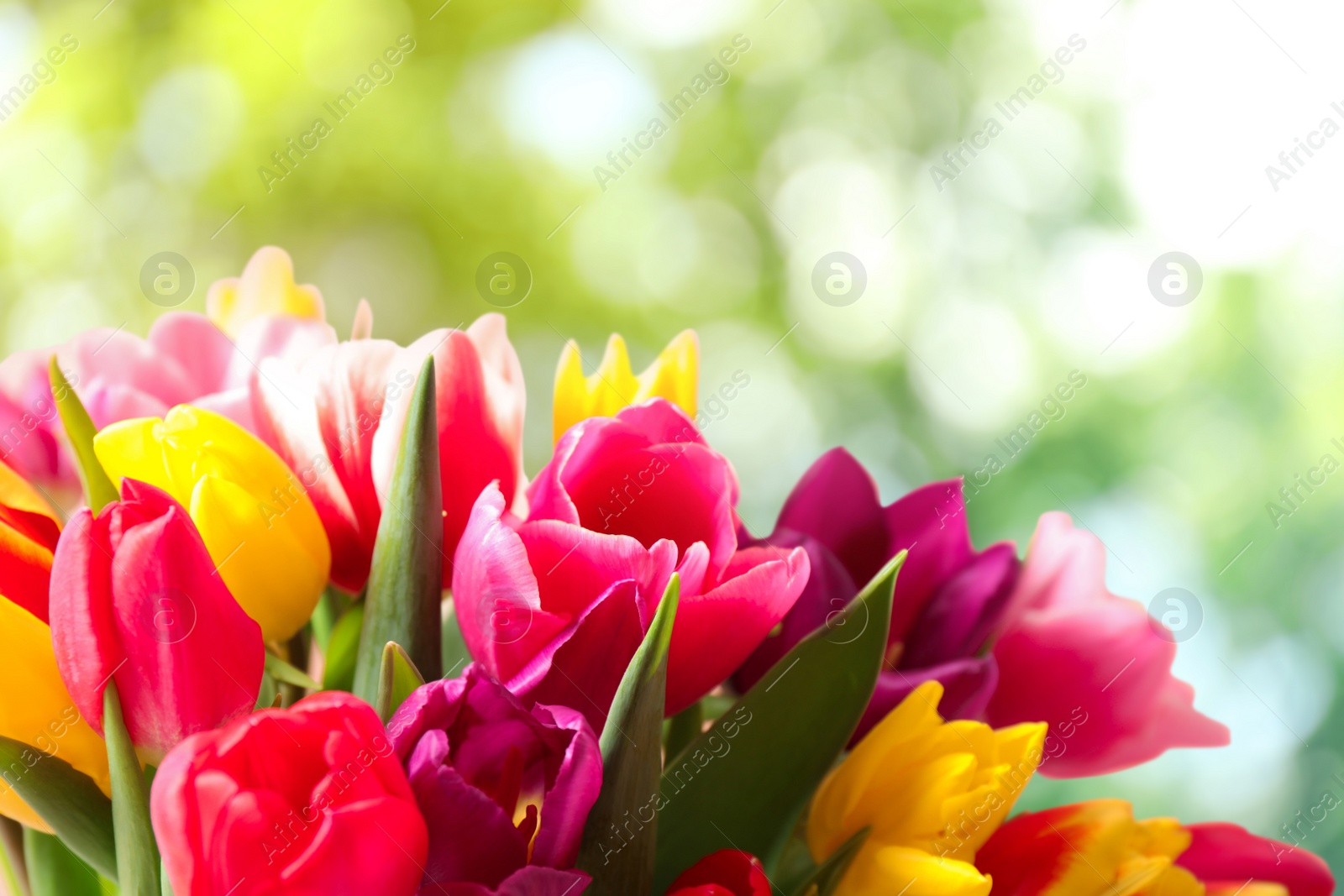 Image of Beautiful bright spring tulips on blurred green background