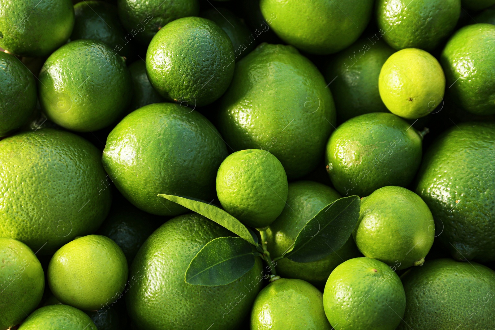 Photo of Fresh ripe green limes and leaves as background, top view