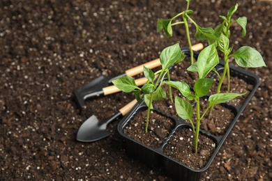 Vegetable seedling in plastic tray and gardening tools on soil