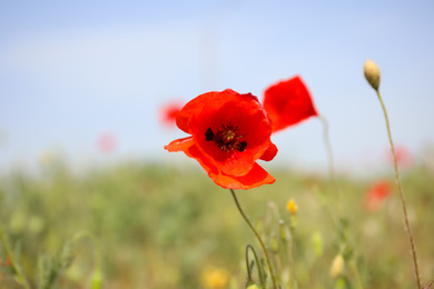 Blooming red poppy flower outdoors on spring day, closeup