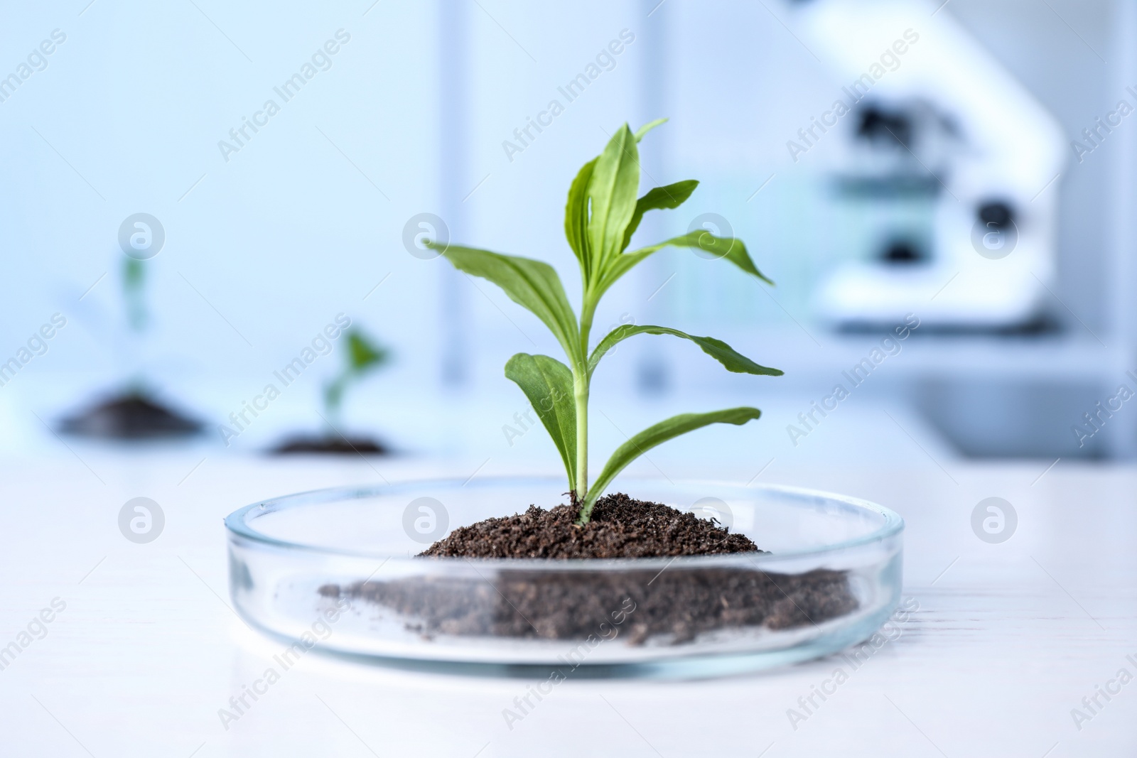 Photo of Green plant in Petri dish on table in laboratory. Biological chemistry