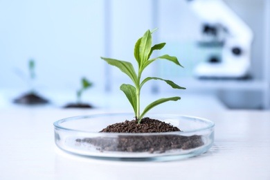 Photo of Green plant in Petri dish on table in laboratory. Biological chemistry