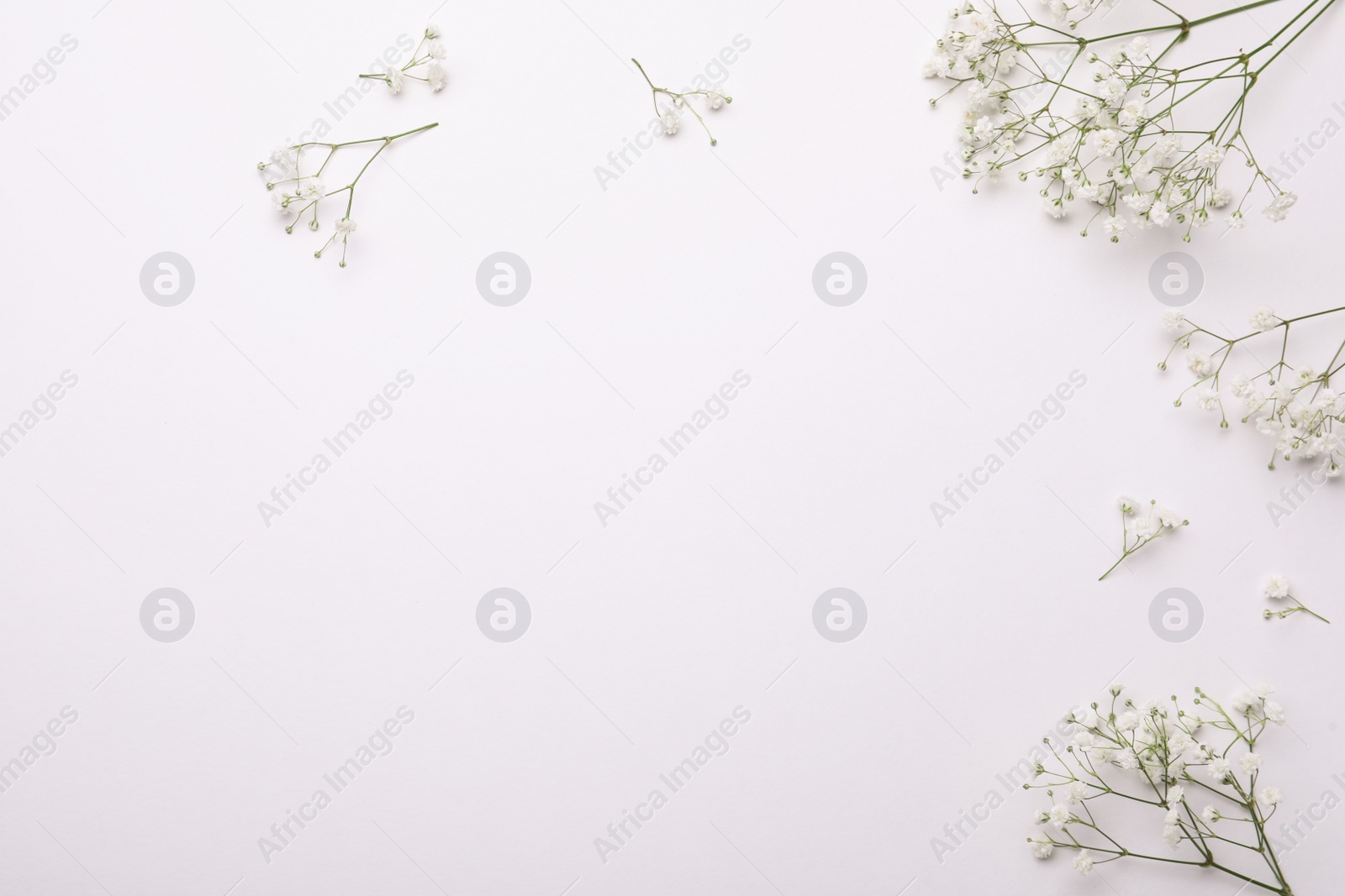 Photo of Beautiful gypsophila flowers on white background, flat lay. Space for text