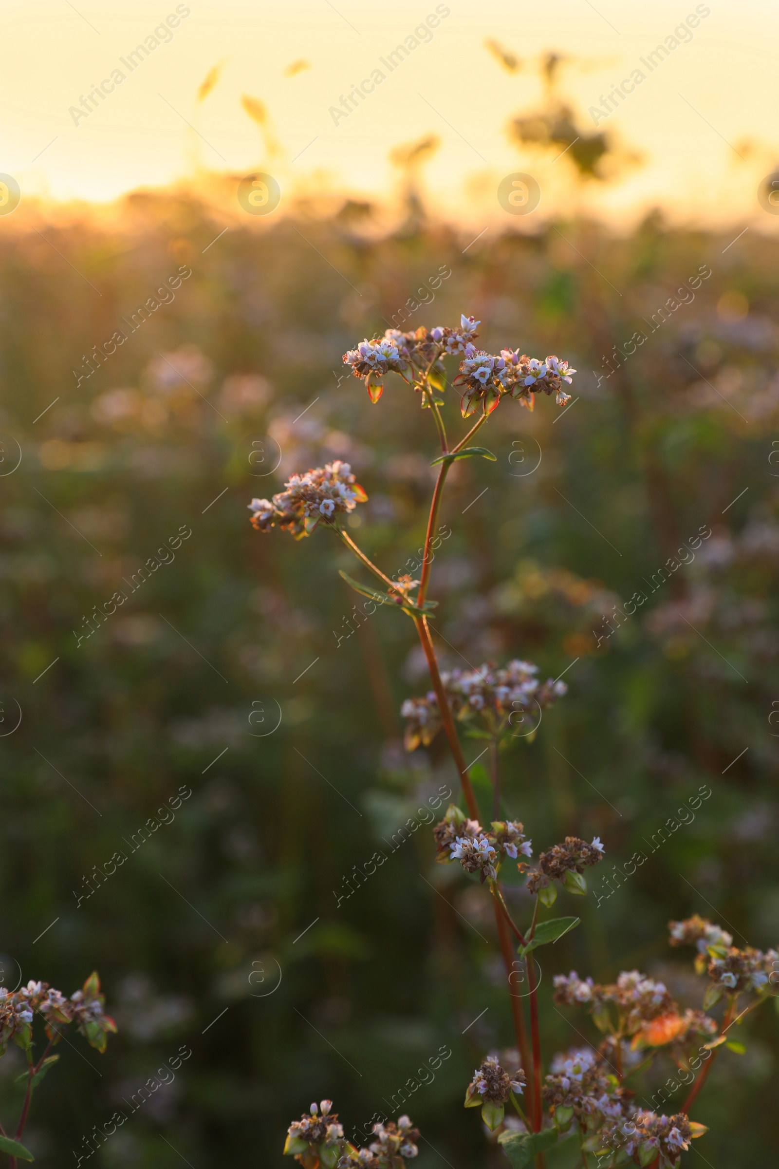 Photo of Many beautiful buckwheat flowers growing in field