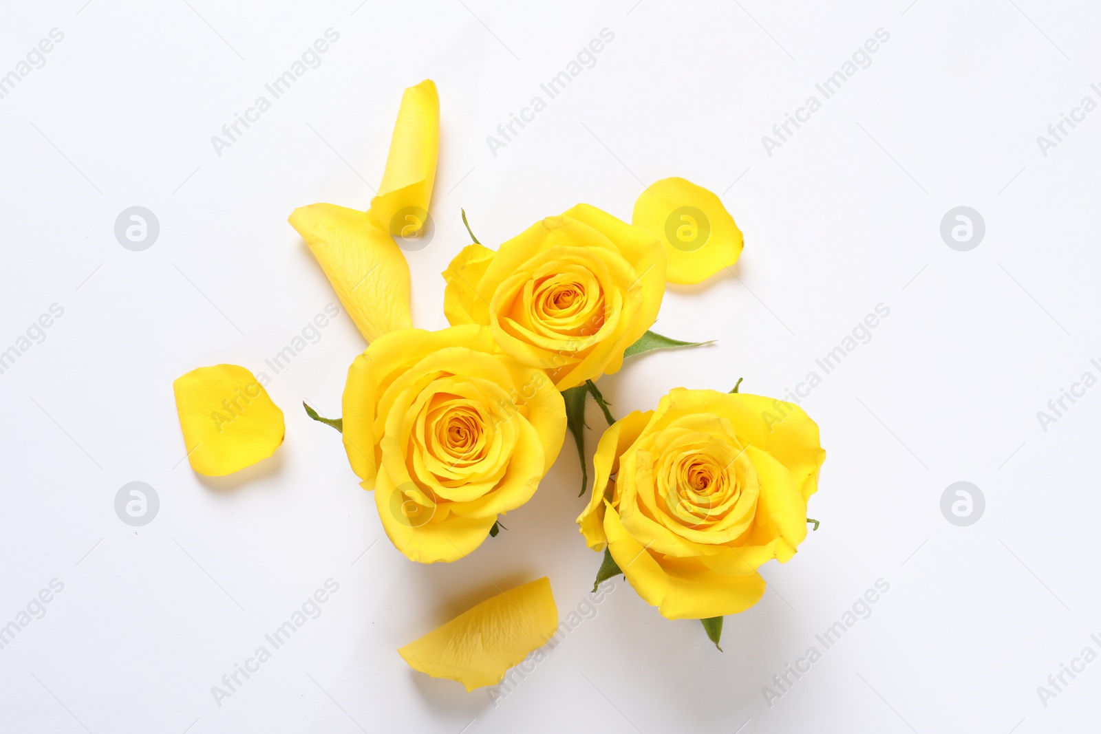 Photo of Beautiful yellow roses on white background, flat lay