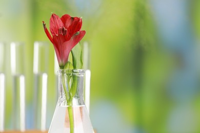 Photo of Beautiful red flower in laboratory glass flask against blurred test tubes, closeup. Space for text