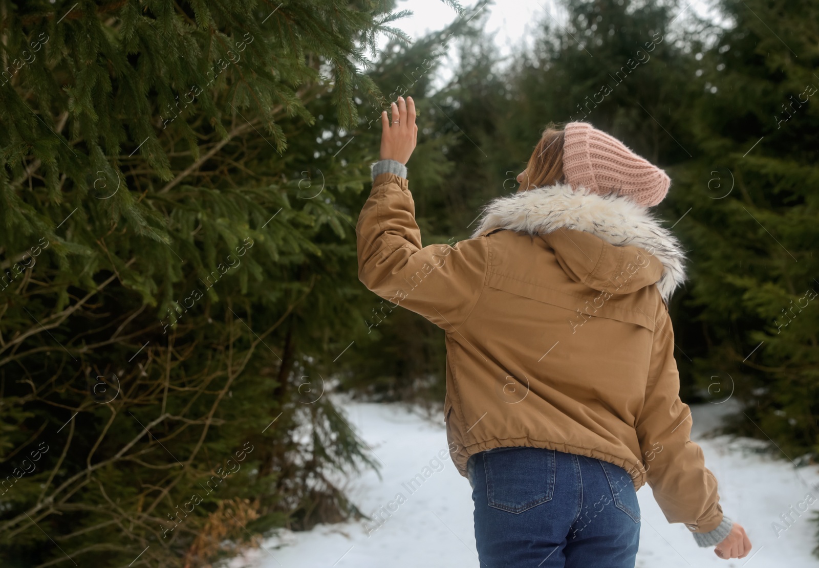 Photo of Young woman touching fir branch in snowy forest. Winter vacation