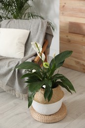 Photo of Beautiful plant and armchair near wooden wall. Stylish interior design