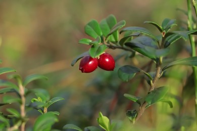 Photo of Tasty ripe lingonberries growing on sprig outdoors, closeup