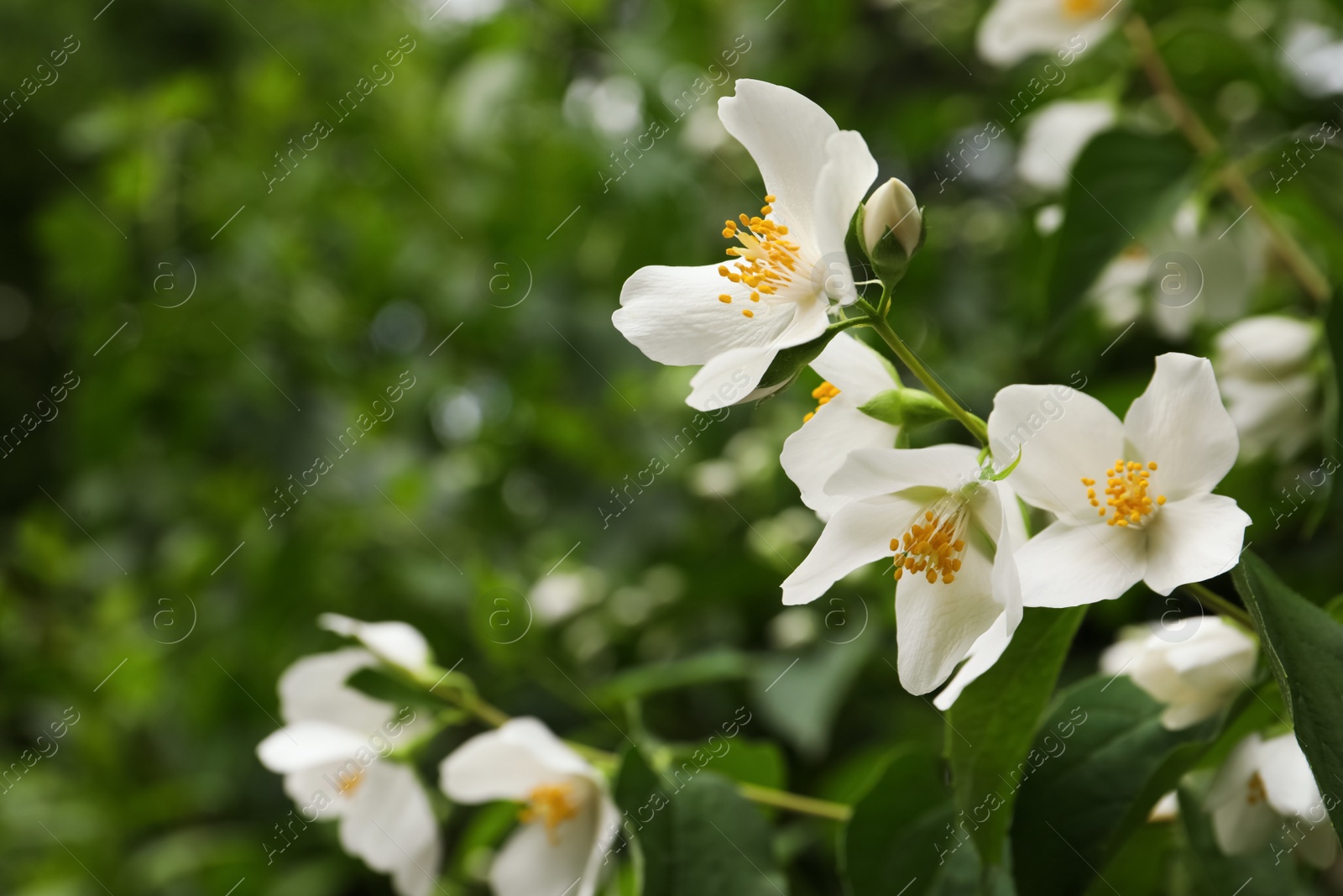 Photo of View of beautiful jasmine flowers outdoors. Space for text