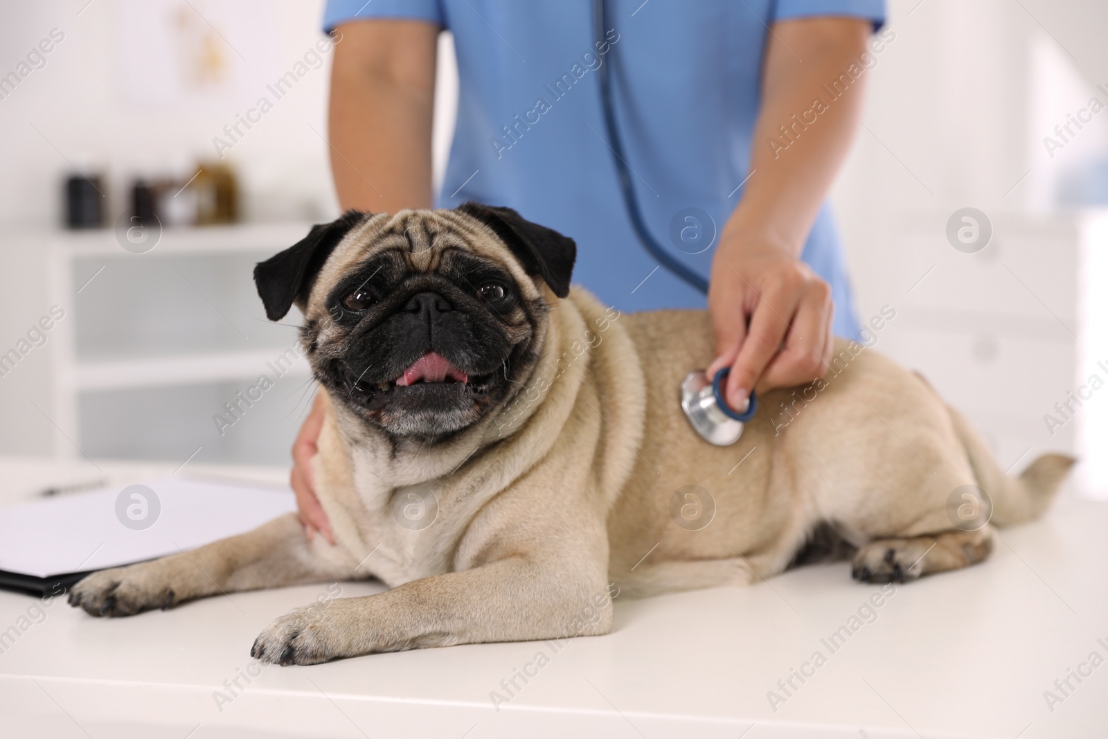 Photo of Veterinarian examining cute pug dog in clinic, closeup. Vaccination day