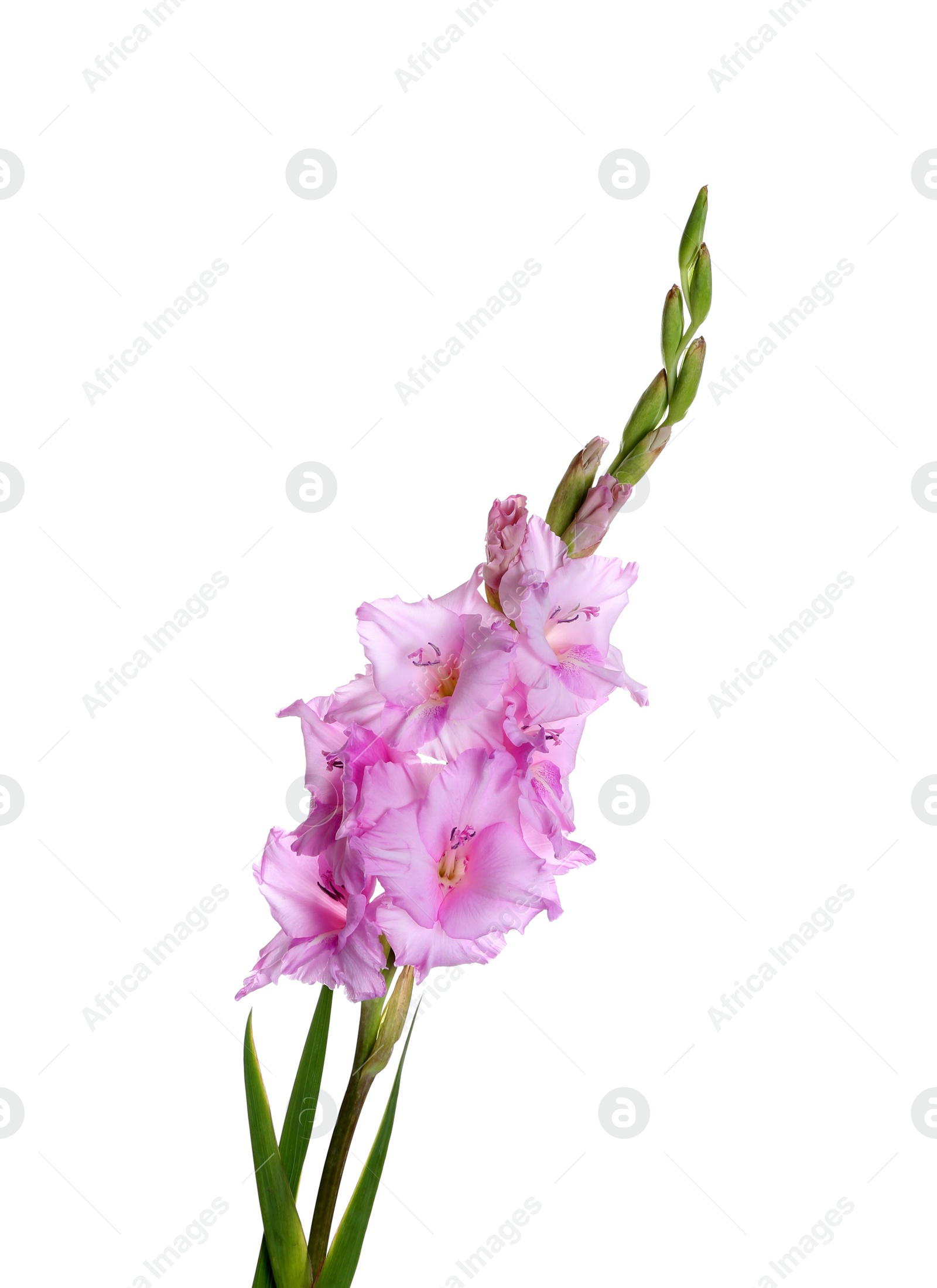 Photo of Beautiful violet gladiolus flowers on white background