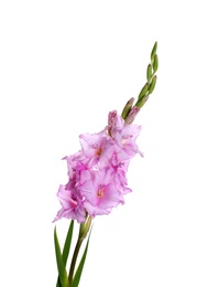 Photo of Beautiful violet gladiolus flowers on white background