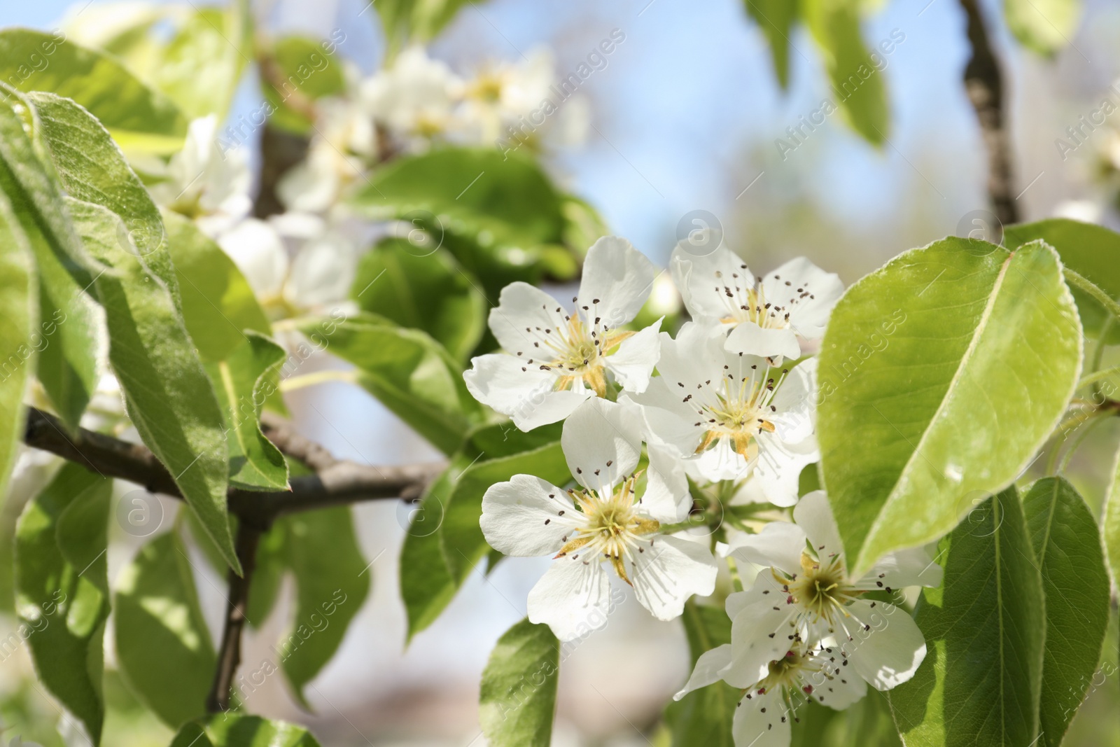 Photo of Beautiful blossoming pear tree outdoors on sunny day, closeup