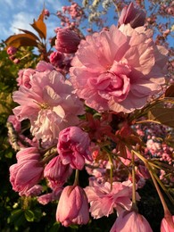 Photo of Beautiful pink flowers of blossoming sakura tree outdoors, closeup