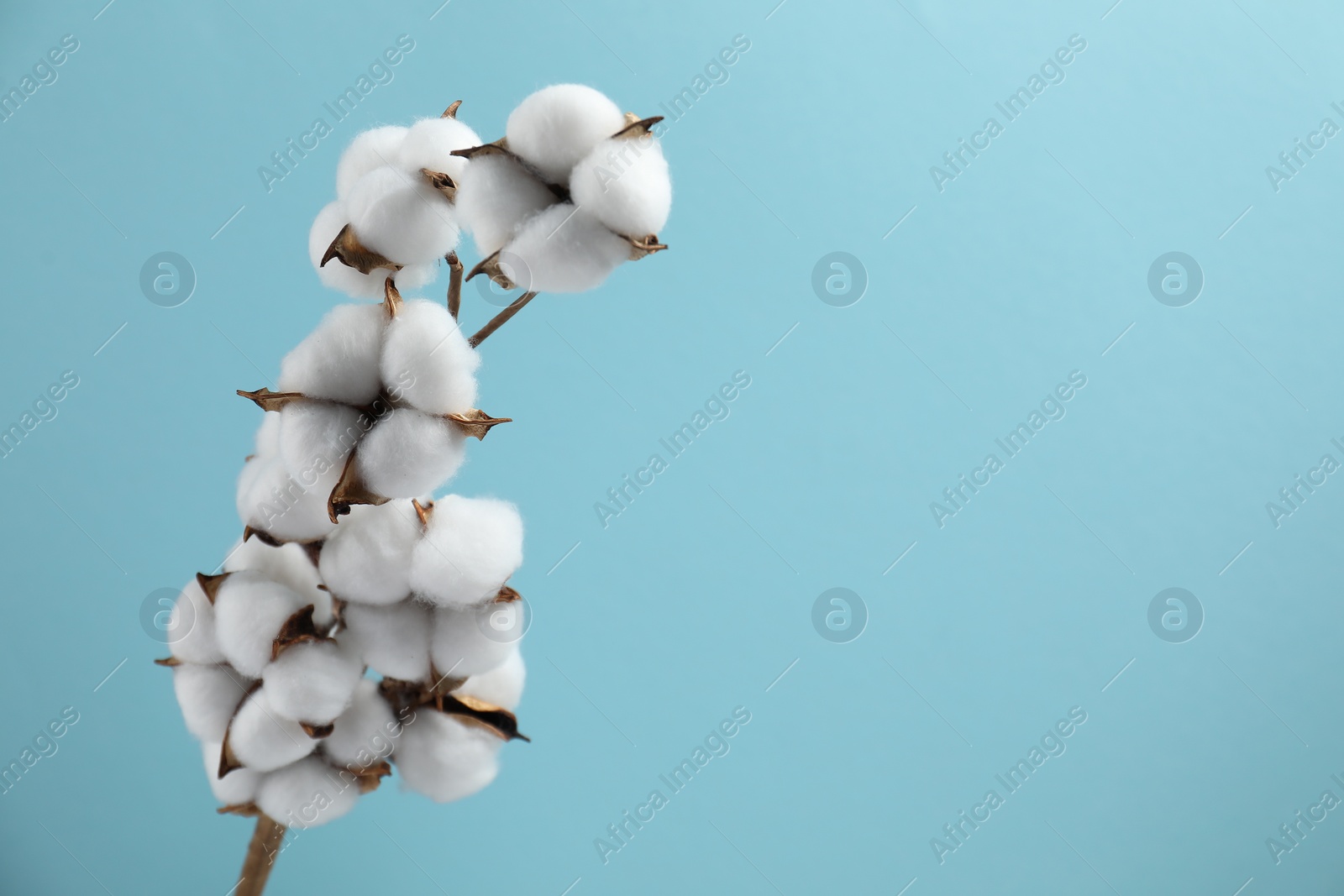 Photo of Beautiful cotton branch with fluffy flowers on light blue background, space for text
