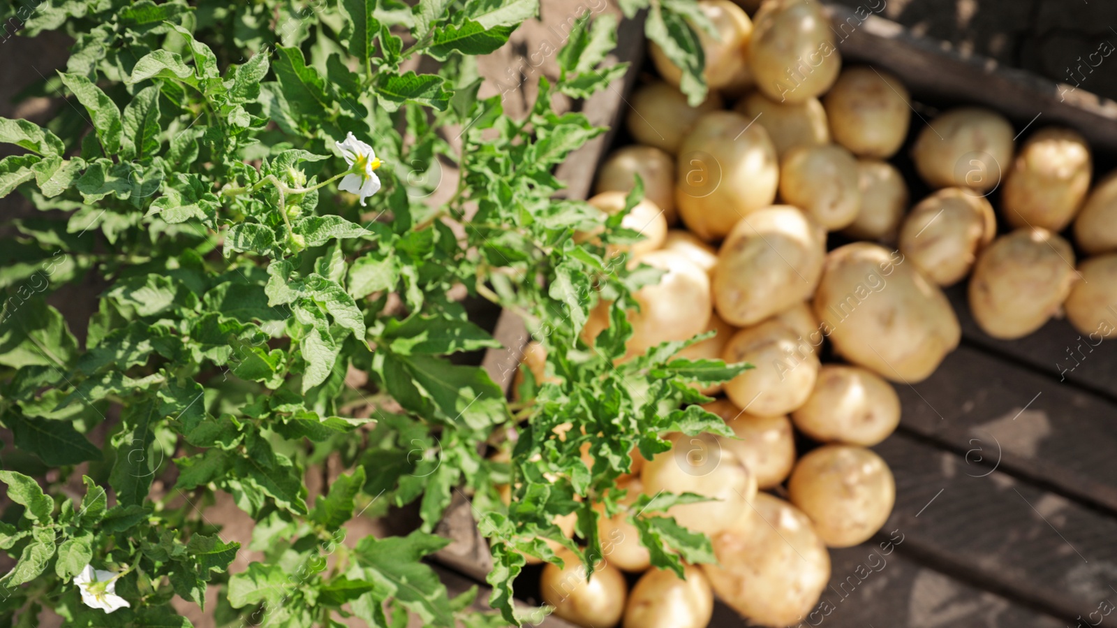 Photo of Wooden crate with raw potatoes in field, top view