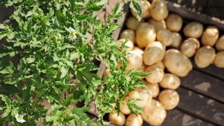 Photo of Wooden crate with raw potatoes in field, top view