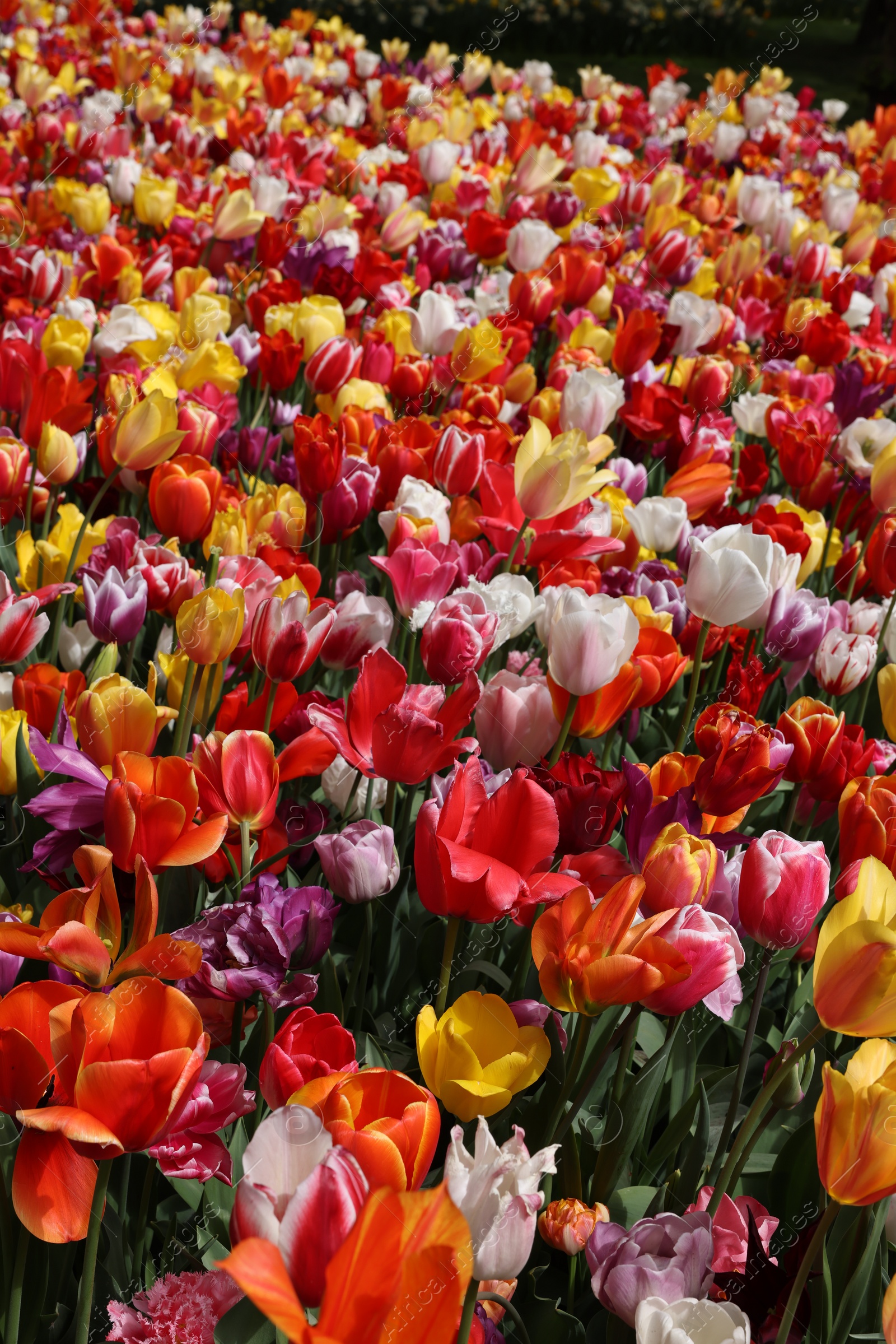 Photo of Many different beautiful tulip flowers outdoors. Spring season