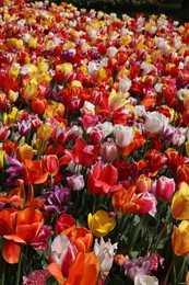 Many different beautiful tulip flowers outdoors. Spring season