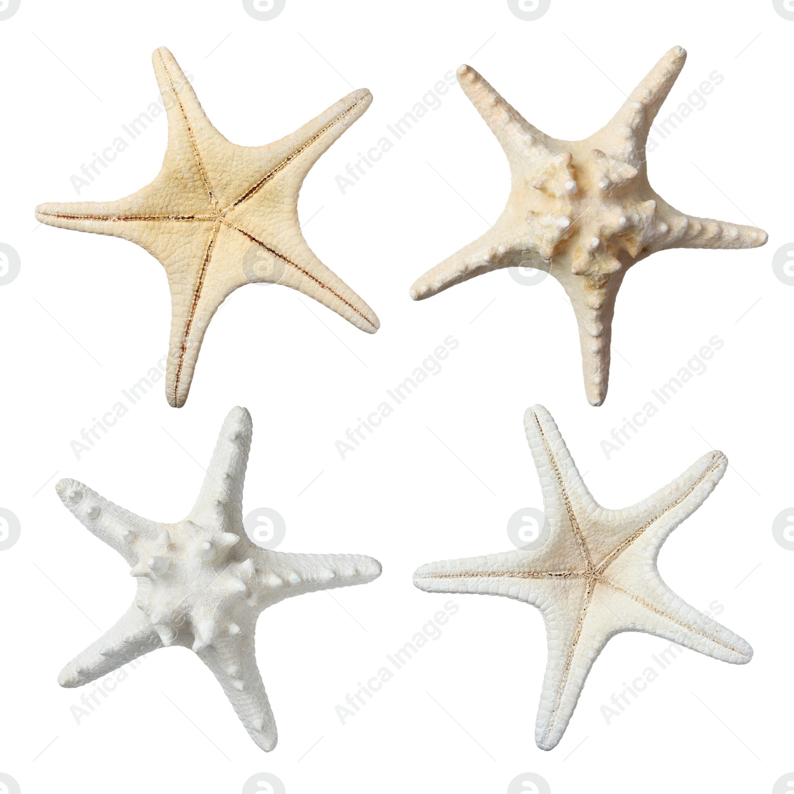 Image of Set with beautiful sea stars on white background