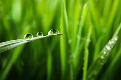 Photo of Water drops on grass blade against blurred background, closeup