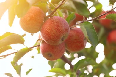 Tree branches with ripe apples outdoors on sunny day