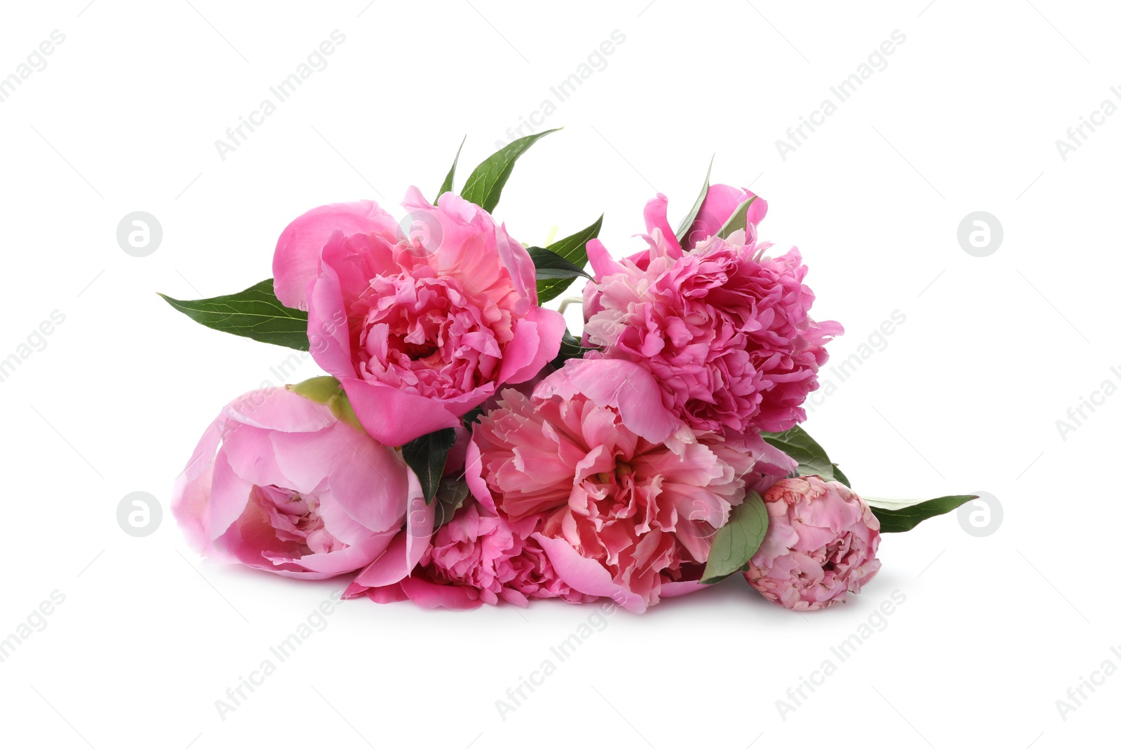 Photo of Bouquet of beautiful peonies on white background