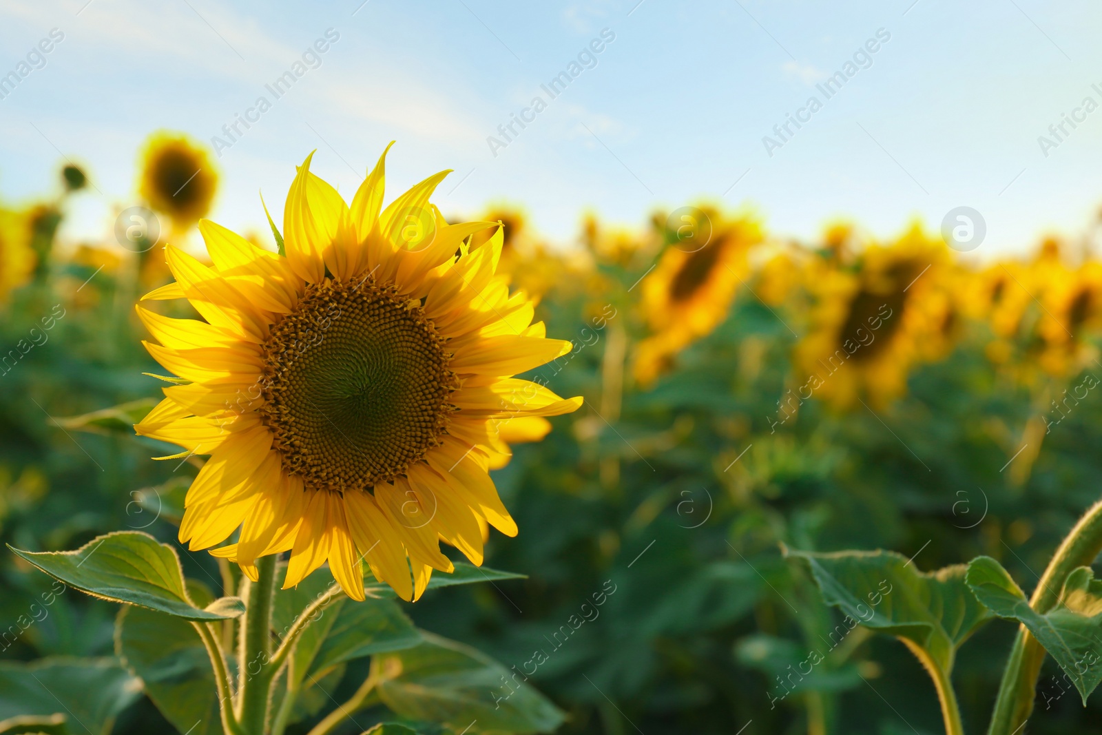 Photo of Beautiful blooming sunflower in field on summer day. Space for text