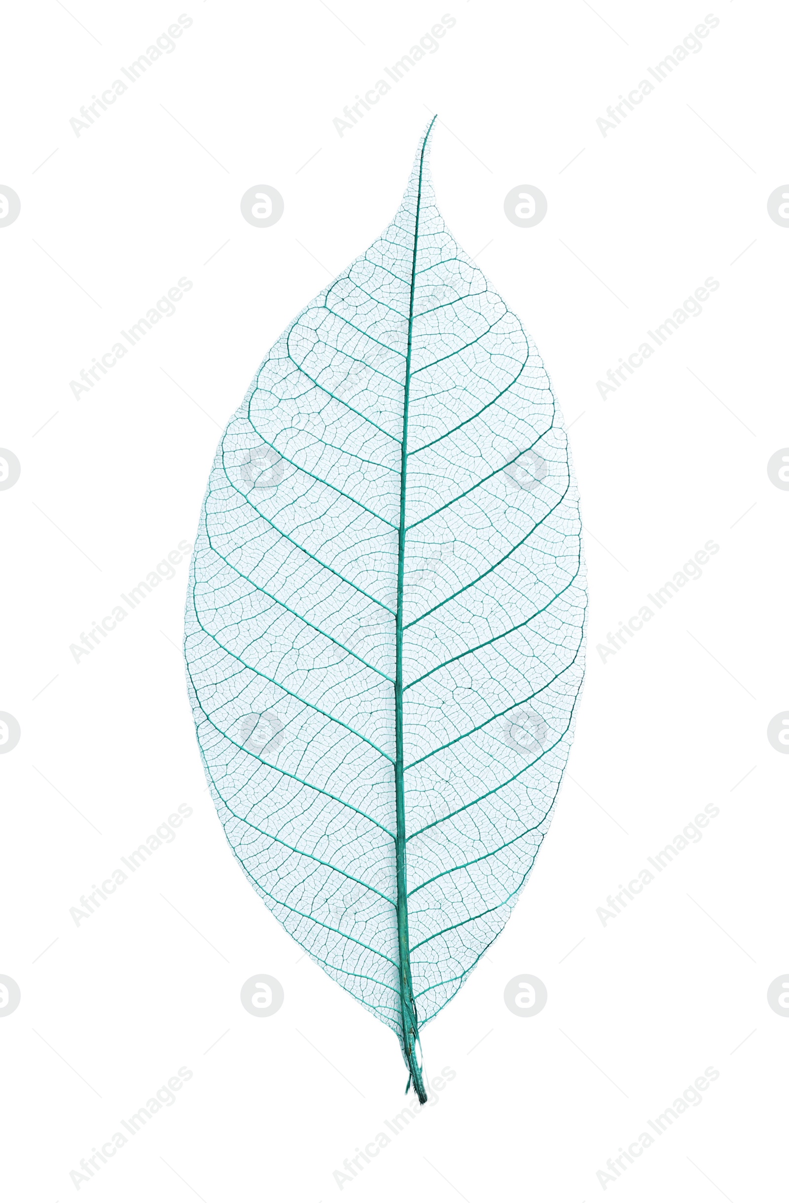 Photo of Beautiful decorative skeleton leaf on white background