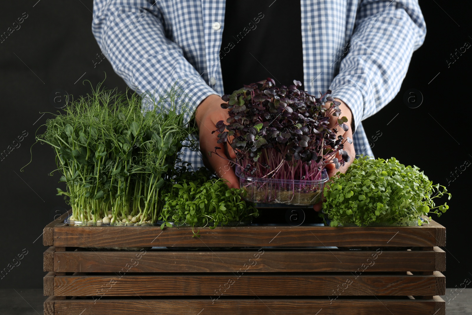 Photo of Man with wooden crate of different fresh microgreens on black background, closeup