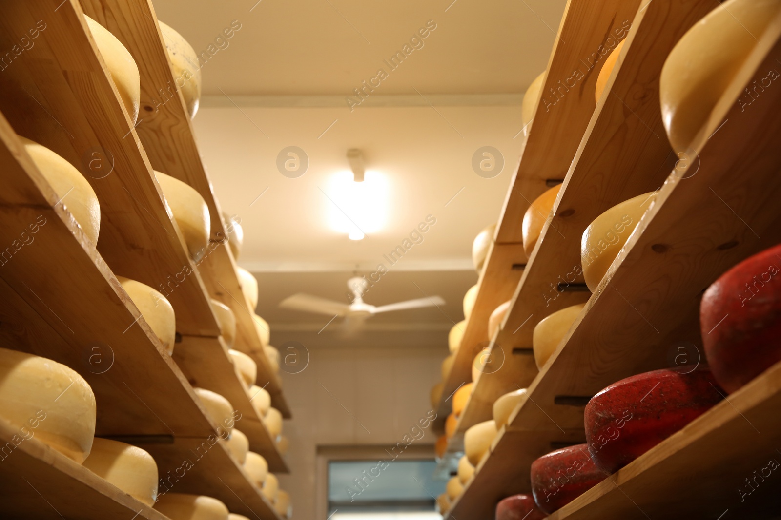 Photo of Fresh cheese heads on racks in factory warehouse