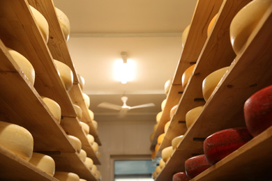 Fresh cheese heads on racks in factory warehouse