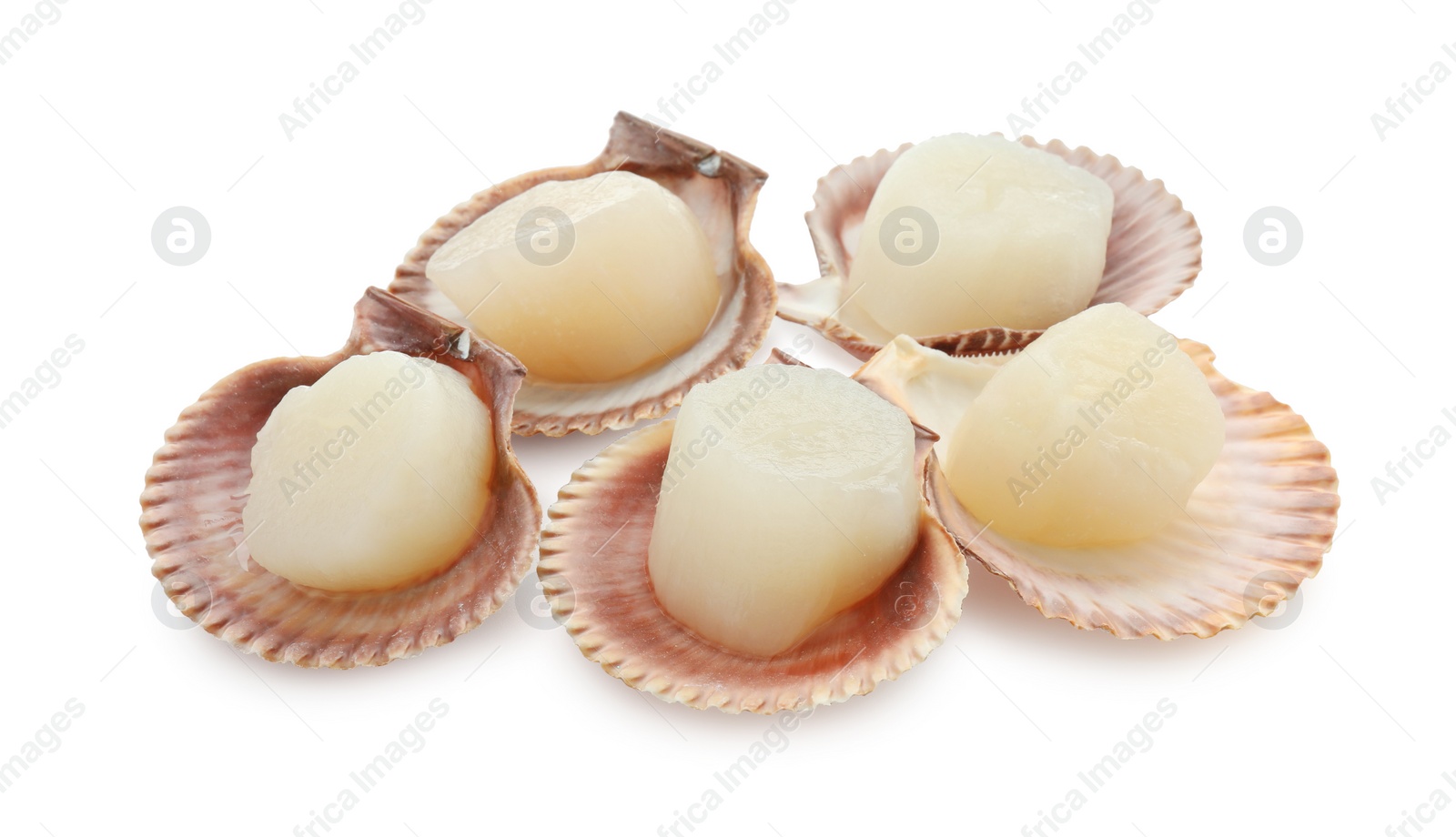 Photo of Many fresh raw scallops in shells isolated on white