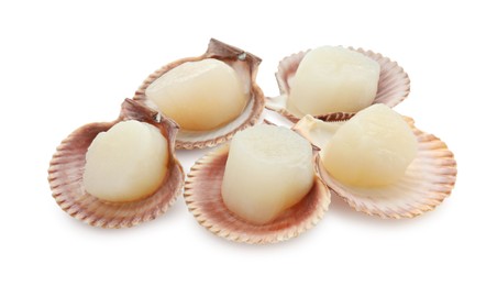 Many fresh raw scallops in shells isolated on white