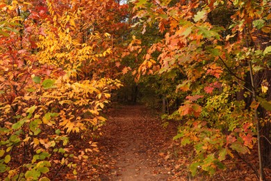 Photo of Trail and beautiful trees in forest. Autumn season