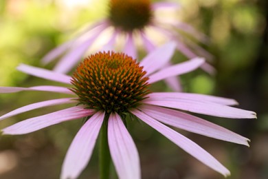 Photo of Beautiful pink Echinacea flower on blurred background, closeup