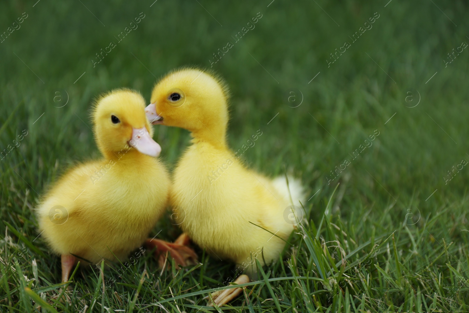 Photo of Cute fluffy goslings on green grass outdoors. Farm animals