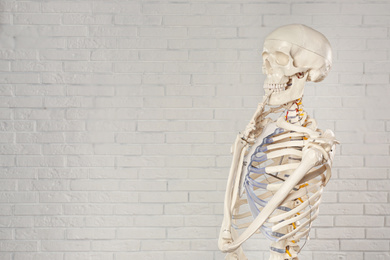 Photo of Artificial human skeleton model near white brick wall. Space for text