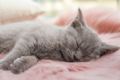 Photo of Scottish straight baby cat sleeping on furry blanket, closeup