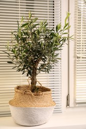 Photo of Beautiful young potted olive tree on windowsill. Interior element