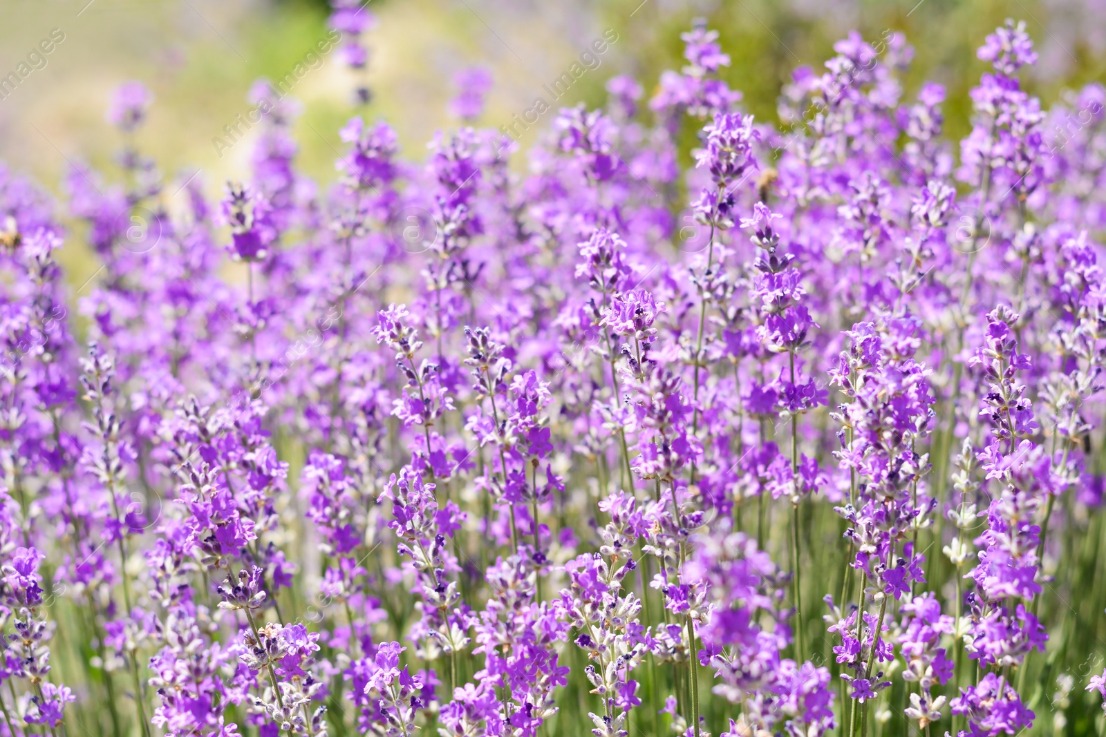 Photo of Beautiful lavender flowers growing in field, closeup