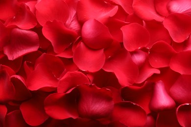Photo of Beautiful red rose flower petals as background, top view