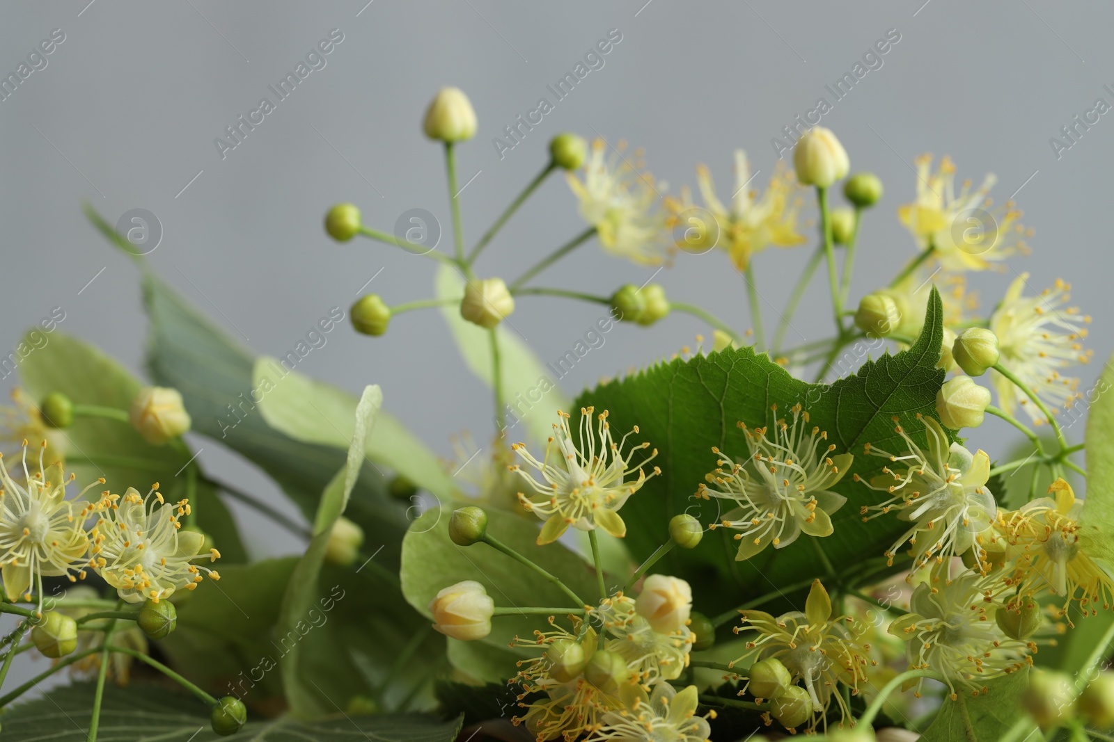 Photo of Fresh linden leaves and flowers on light grey background, closeup