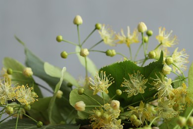 Fresh linden leaves and flowers on light grey background, closeup