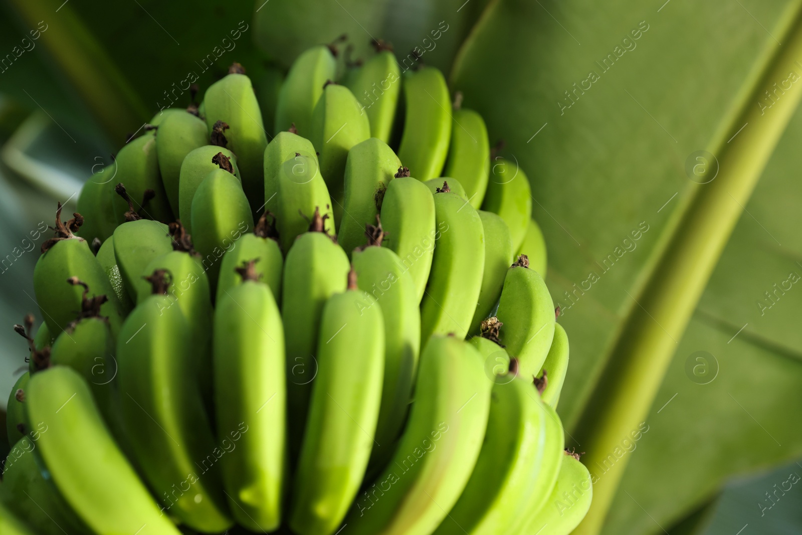 Photo of Unripe bananas growing on tree outdoors, low angle view. Space for text