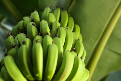 Photo of Unripe bananas growing on tree outdoors, low angle view. Space for text