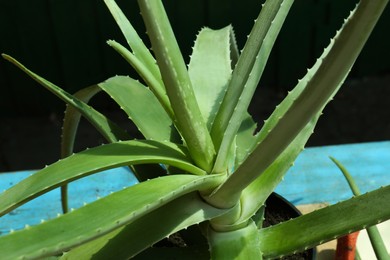 Closeup view of beautiful green aloe vera plant outdoors